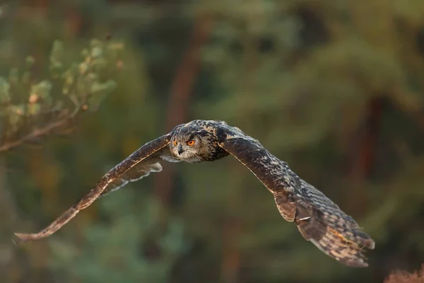Flying Eagle Owl Portrait Daytime — Fotografia de Stock