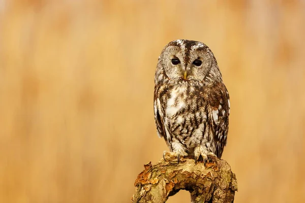 Bird Fauna Owl Close — Stock Photo, Image