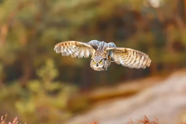 Bird Fauna Owl Close — 스톡 사진