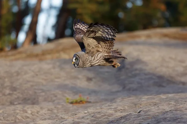 Great Grey Owl Portrait Forest Daytime — стокове фото