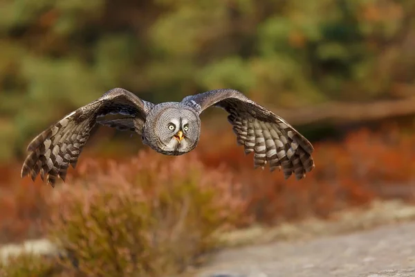 Great Grey Owl Portrait Forest Daytime — Foto de Stock