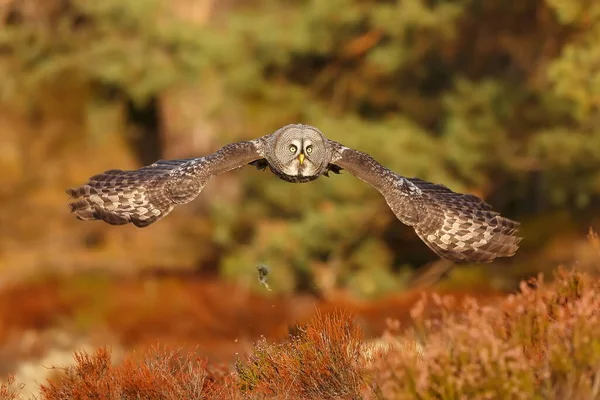 Great Grey Owl Portrait Forest Daytime — Fotografia de Stock