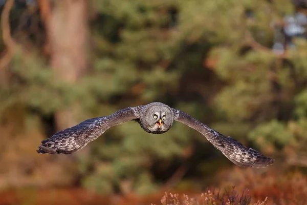 Great Grey Owl Portrait Forest Daytime — Fotografia de Stock