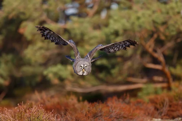 Great Grey Owl Portrait Forest Daytime — Stock Fotó