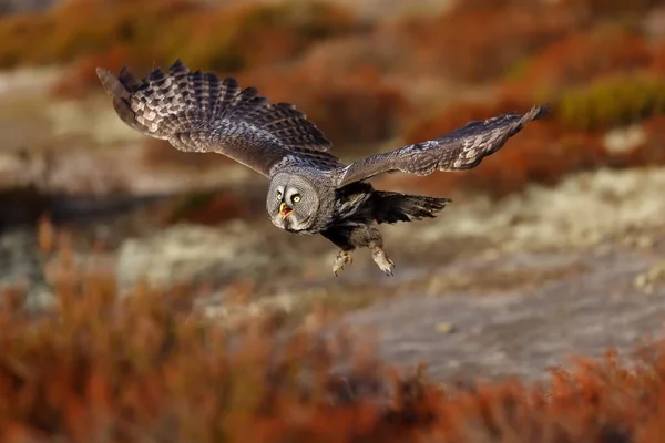 Great Grey Owl Portrait Forest Daytime — Foto de Stock