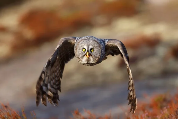 Great Grey Owl Portrait Forest Daytime — 图库照片