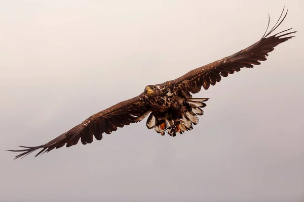 Common Buzzard Flying Forest — 스톡 사진