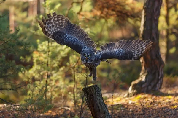 Great Grey Owl Portrait Forest Daytime — Stock Photo, Image