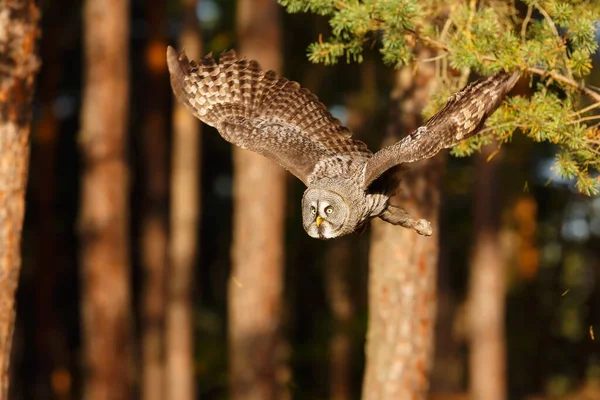 Great Grey Owl Portrait Forest Daytime — Stock Photo, Image