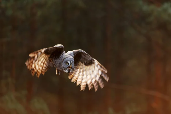 Great Grey Owl Portrait Forest Daytime — 스톡 사진