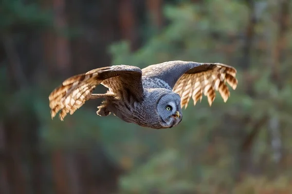 Great Grey Owl Portrait Forest Daytime — 스톡 사진