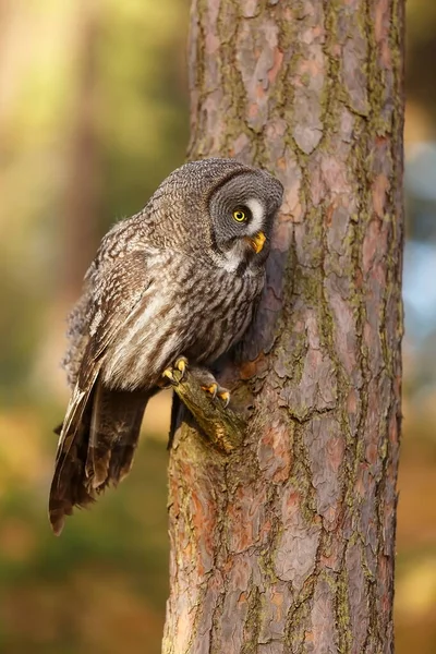 Great Grey Owl Portrait Forest Daytime — Stockfoto