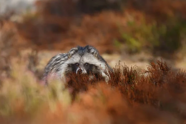 Raccoon dog portrait in heather