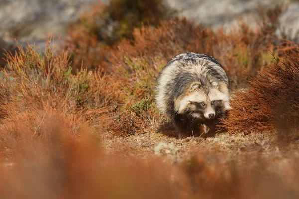 Raccoon dog portrait in heather