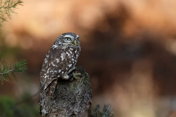 Bird Fauna Owl Close — ストック写真