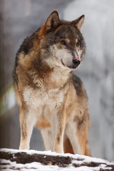 눈덮인 유라시아 Canis Lupus Lupus — 스톡 사진