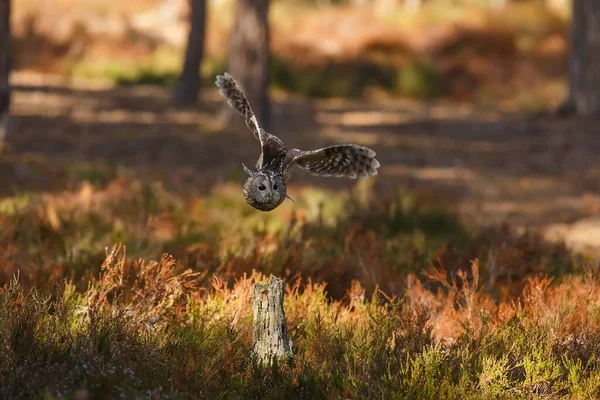 Bird Fauna Owl Close — Stock Photo, Image