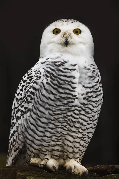 Bird Fauna Owl Close — Stock Photo, Image