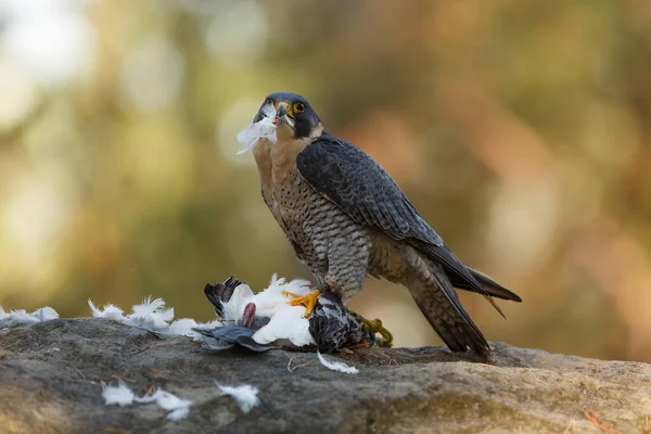 Peregrine Falcon Starting Eat Pigeon — Foto de Stock
