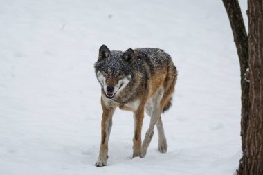 Erkek Avrasya kurdu, köpek lupus, karlı ormanda. 