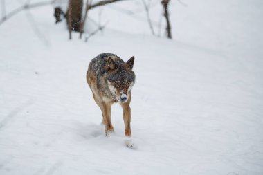 Erkek Avrasya kurdu, köpek lupus, karlı ormanda. 