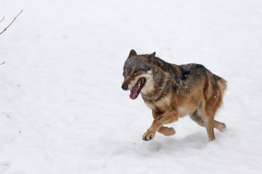 Erkek Avrasya kurdu, köpek lupus, karlı ormanda. 