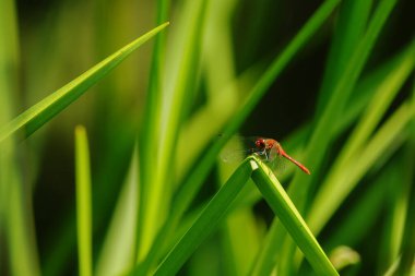 Bitkinin üzerinde oturan yusufçuğa yakın çekim