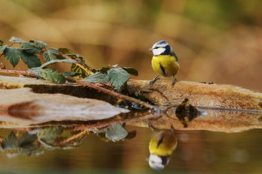 Great tit portrait at wild nature 