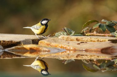 Great tit portrait at wild nature 