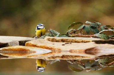 Great tit portrait at wild nature 