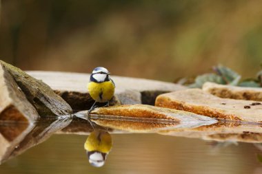 Great tit portrait at wild nature 