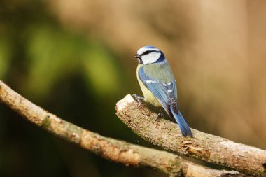 Great tit portrait at wild nature 