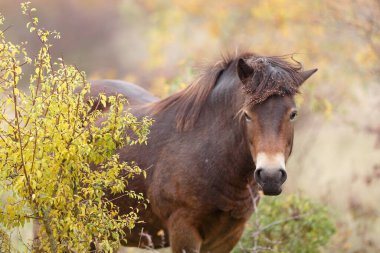 (Equus ferus przewalskii), Moğol vahşi atı veya Dzungarian atı