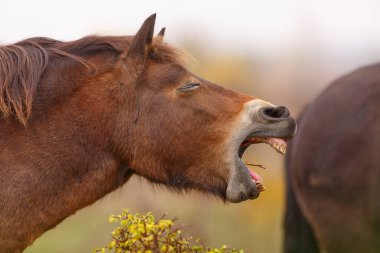 (Equus ferus przewalskii), Moğol vahşi atı veya Dzungarian atı