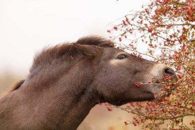 (Equus ferus przewalskii), Moğol vahşi atı veya Dzungarian atı