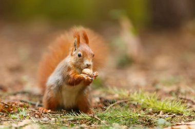 Cute Eurasian red squirrel, Sciurus vulgaris, portrait 