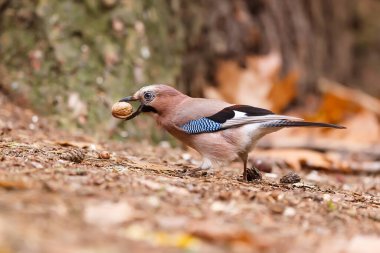 Avrasyalı Jay fındık yiyor