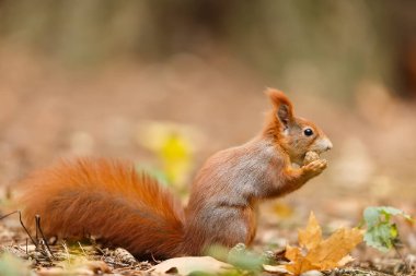 Tatlı Avrasya kırmızı sincabı, Sciurus vulgaris, portre 