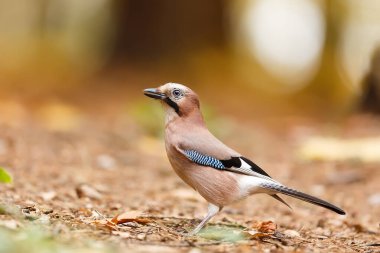 Ormanda yaygın bir akbaba