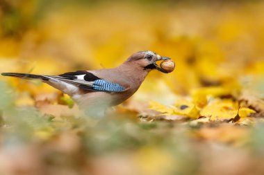 Avrasyalı Jay fındık yiyor