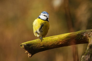 Eurasian blue tit on the bark tree