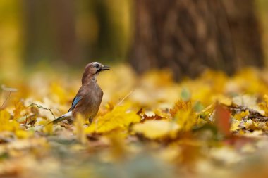 Ormanda yaygın bir akbaba