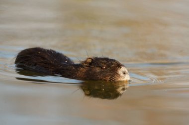 Coypu, eğitimin (myocastor adatavşanları)