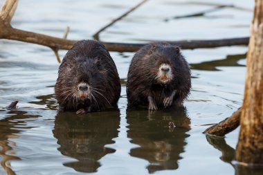 Sahilde deniz kenarında bir çift coypu.