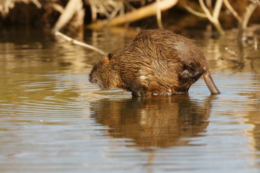 Coypu, eğitimin (myocastor adatavşanları)