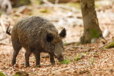 Ormanda kahverengi bir yaban domuzu
