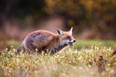 Güzel kızıl tilki çayırların ortasında duruyor, etrafına bakıyor.