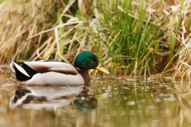 close-up of male duck