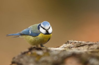 Eurasian blue tit on the bark tree