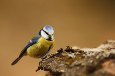 Eurasian blue tit on the bark tree